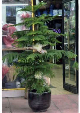Arakorya Çam (salon çamı )