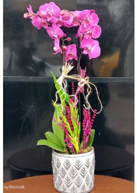 Çam Desenli Vazoda 2 Dal Mor Orkide
