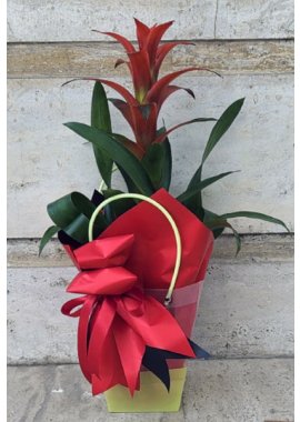 Çantada Özel Tasarımlı Guzmania