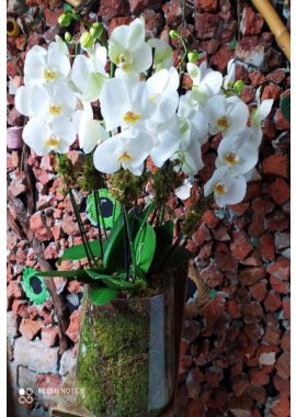 Dekoratif Cam Vazoda 6 Dal Beyaz Orkide