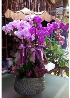 Dekoratif Küpte Pembe ve Mor Orkide