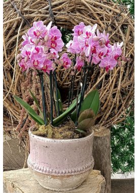 Dekoratif Küpte 6 Dal Midi Mor Orkide