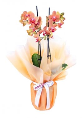 2 Dal Turuncu Midi Orkide