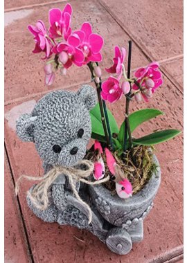 Arabalı Ayıcık Bibloda Mini Orkide