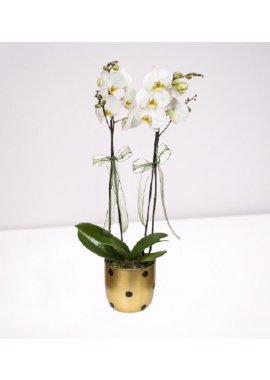 Puantiyeli Seramik vazoda beyaz orkide
