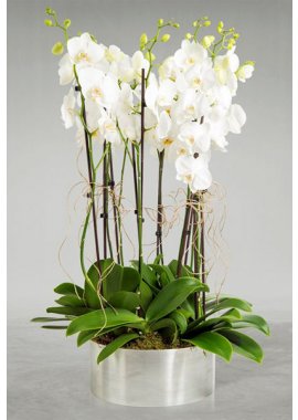 Seramik Vazoda 10 Dal Orkide