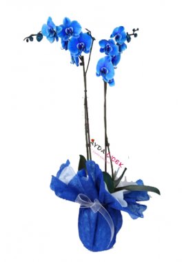 2 :Dal Mavi Orkide