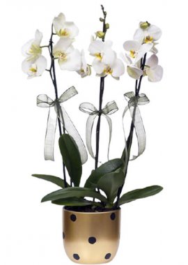 Puantiyeli Seramikte 3 Dal Beyaz Orkide