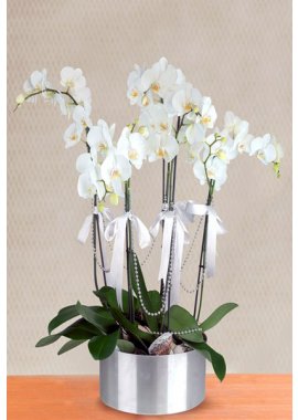Kromda 5 Dal Beyaz Orkide