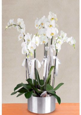 6 Dal Beyaz Orkide Kromda