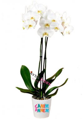 Canım Annem 2'li Beyaz Orkide