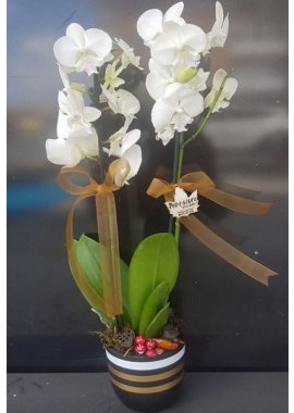 Çizgili Seramik Vazoda 2 Dal Beyaz Orkide
