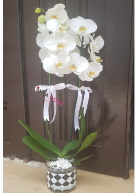 Damalı Vazoda 2 Dal Beyaz Orkide