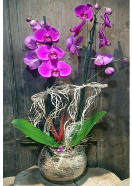 Özel Tasarımlı Cam Fanusta 2 Dal Mor Orkide
