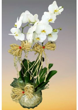 Cam Fanusta Özel Tasarımlı 2 Dal Beyaz Orkide