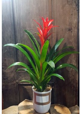 Gold Kereli Seramikte Guzmania