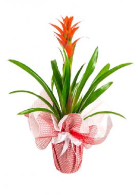 Guzmania