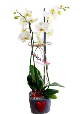 Kalpli Seramik Vazoda 2'li Beyaz Orkide