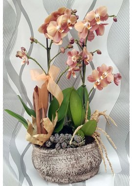 Dekoratif Küp İçerisinde Ateş Rengi Özel Orkide