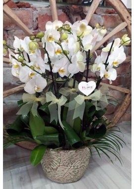 Dekoratif Küpte 6 Dal Beyaz Orkide
