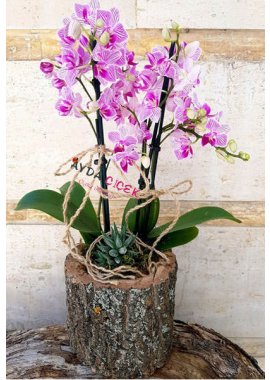 Kütükte Orkide ve Zebrano Sukulent