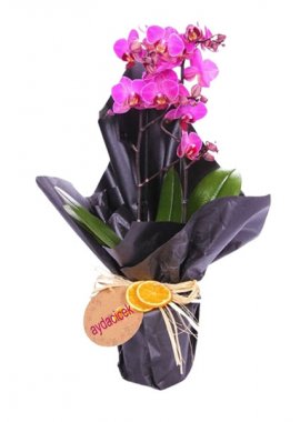 2 Dal Midi Mor Orkide