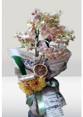 Özel Renk Midi Orkide