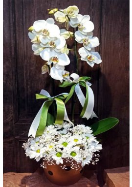 Puantiyeli Seramikte 2 Dal Beyaz Orkide ve Beyaz Papatyalar