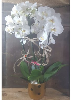 Puantiyeli Vazoda 4 Dal Beyaz Orkide