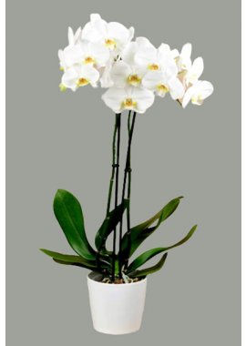 Seramik Vazoda 2 Dal Beyaz Orkide