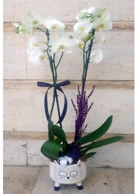 Sevimli Seramik Vazoda 2 Dal Beyaz Orkide