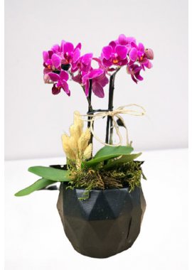 Siyah Taş Vazoda 2 Dal Mini Mor Orkide