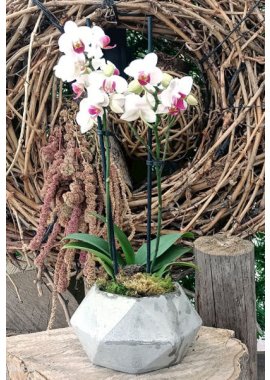 Taş Vazoda Midi Beyaz Orkide