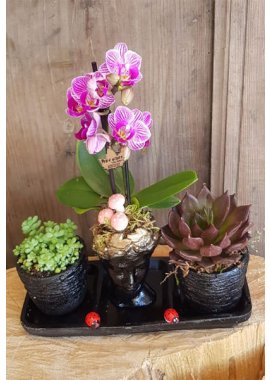 Trio Helen Mini Orkide ve sukulantler