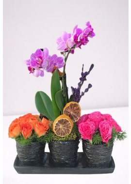 Trio Siyah Saksıda Mini Orkide ve Renkli Çardak Gülleri